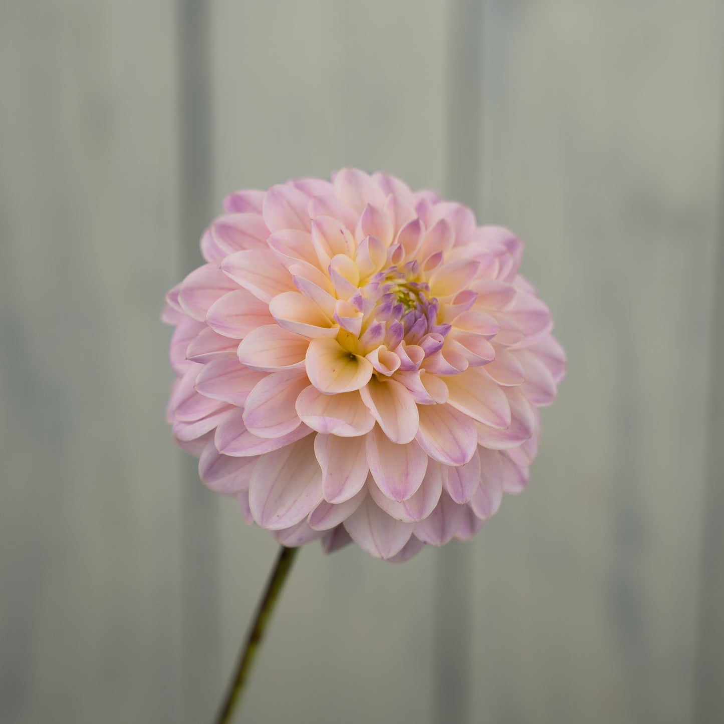 RM Karoline Dahlia Tuber- LIMIT 1