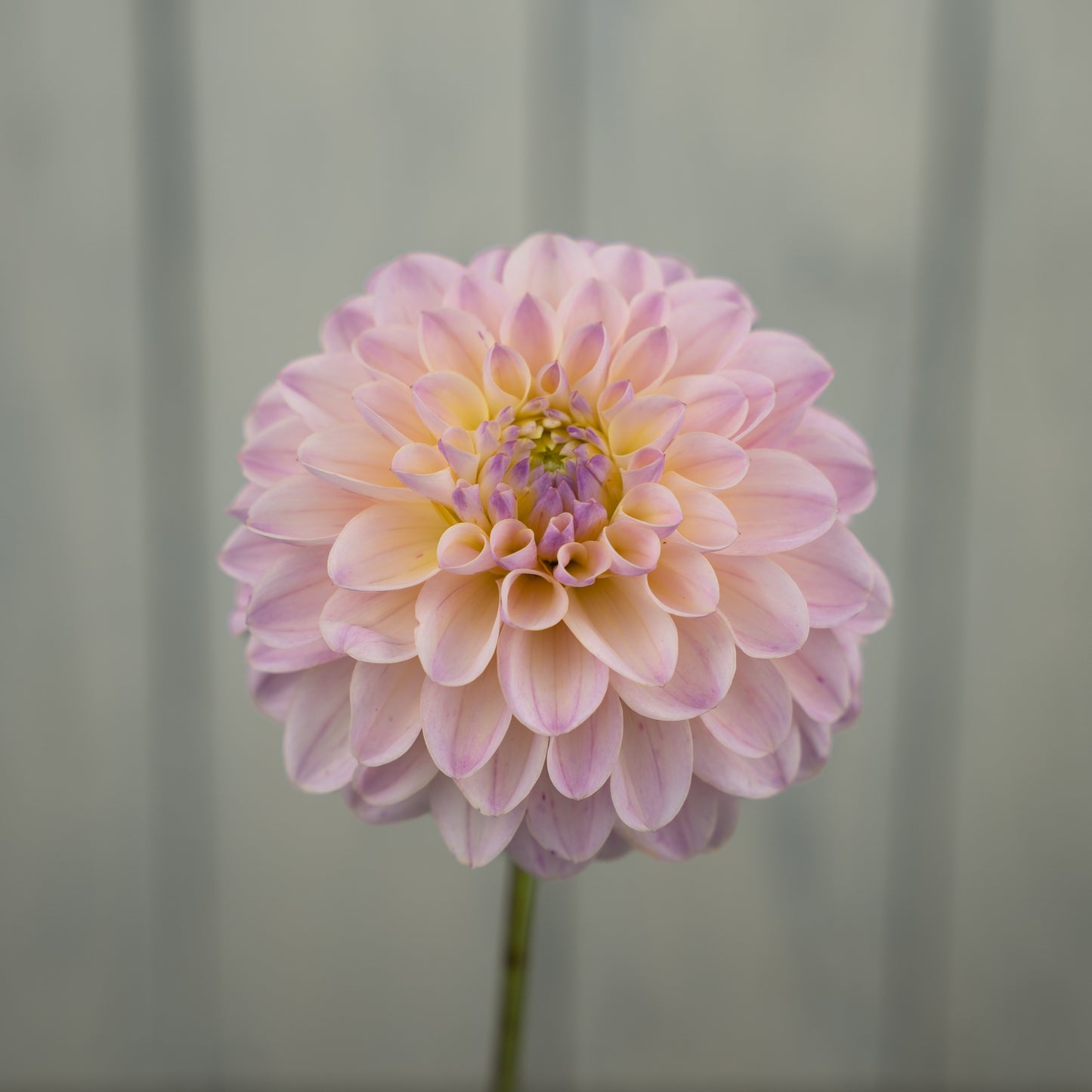 RM Karoline Dahlia Tuber- LIMIT 1
