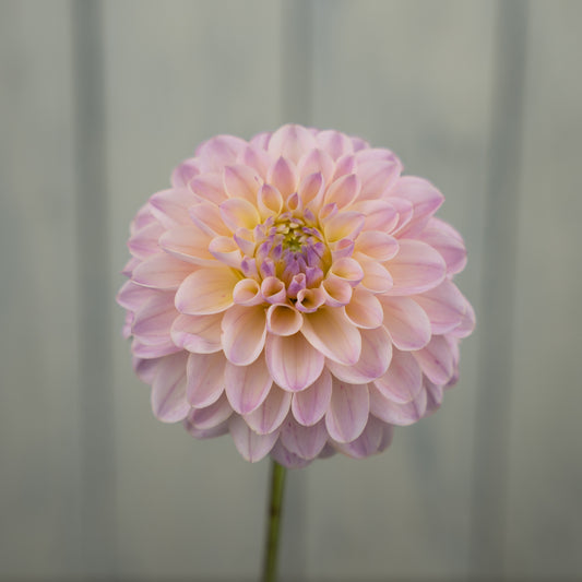 RM Karoline Dahlia Tuber- LIMIT 1