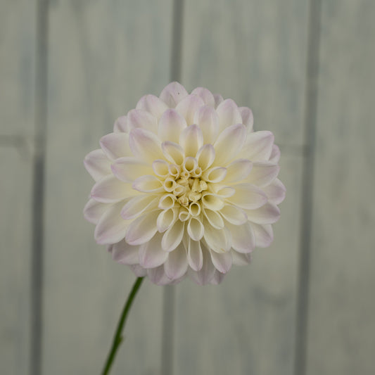 RM Frosting Dahlia Tuber- LIMIT 1