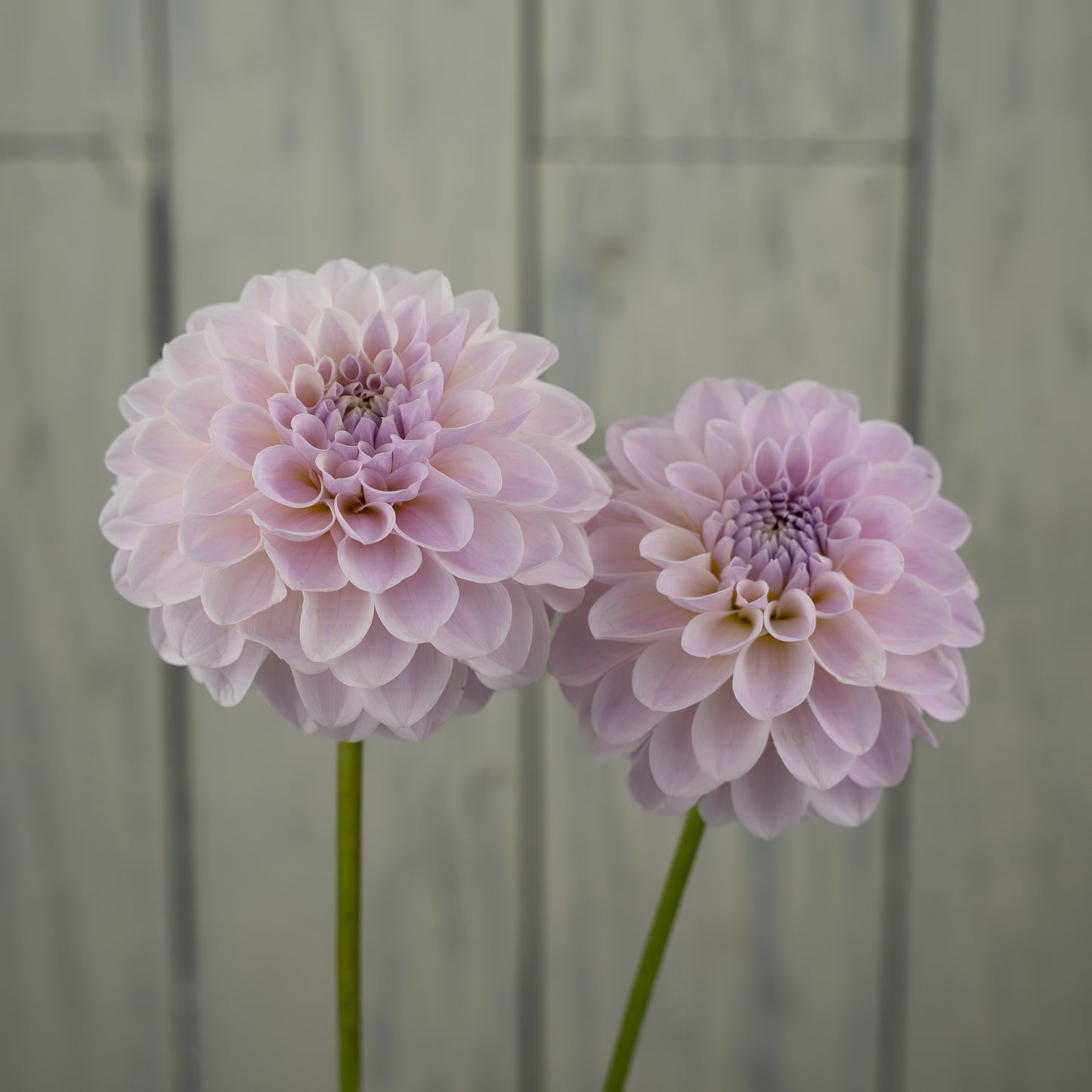 RM Hannah Joe Dahlia Tuber- LIMIT 1