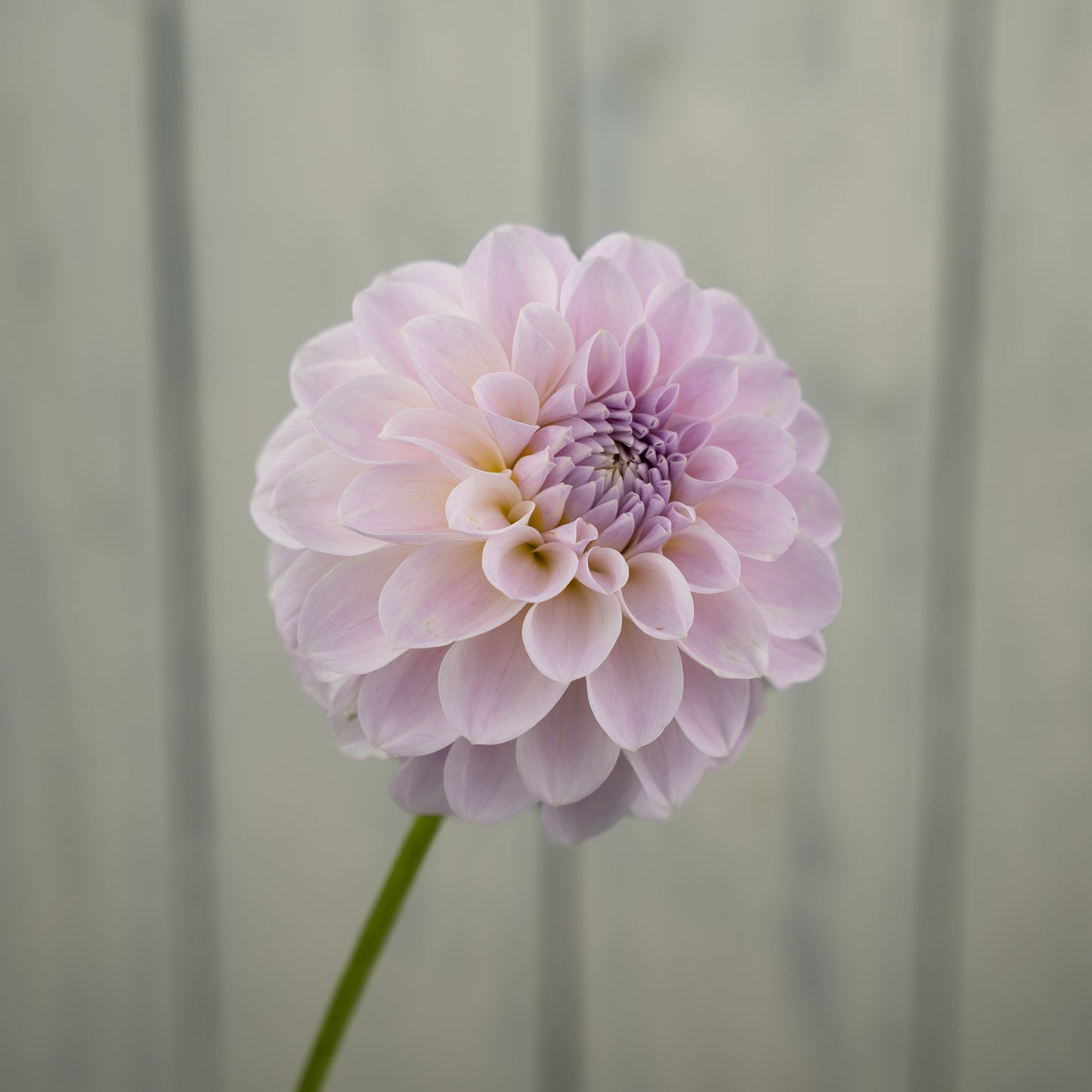 RM Hannah Joe Dahlia Tuber- LIMIT 1