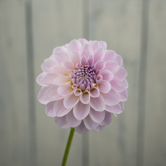 RM Hannah Joe Dahlia Tuber- LIMIT 1