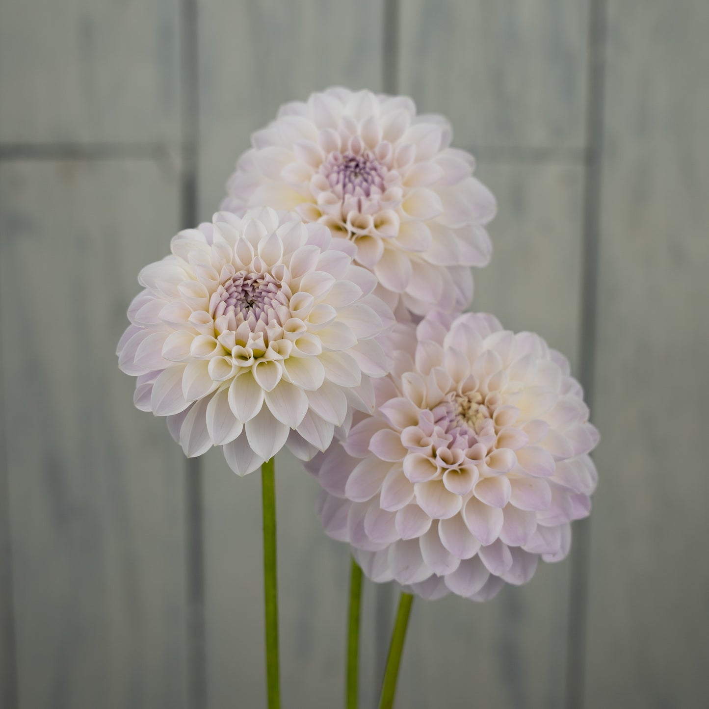 RM Hannah Joe Dahlia Tuber- LIMIT 1