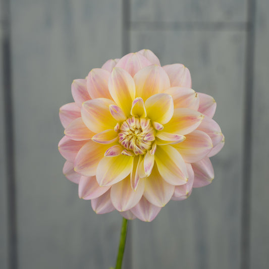 Sheer Heaven Dahlia Tuber- LIMIT 1