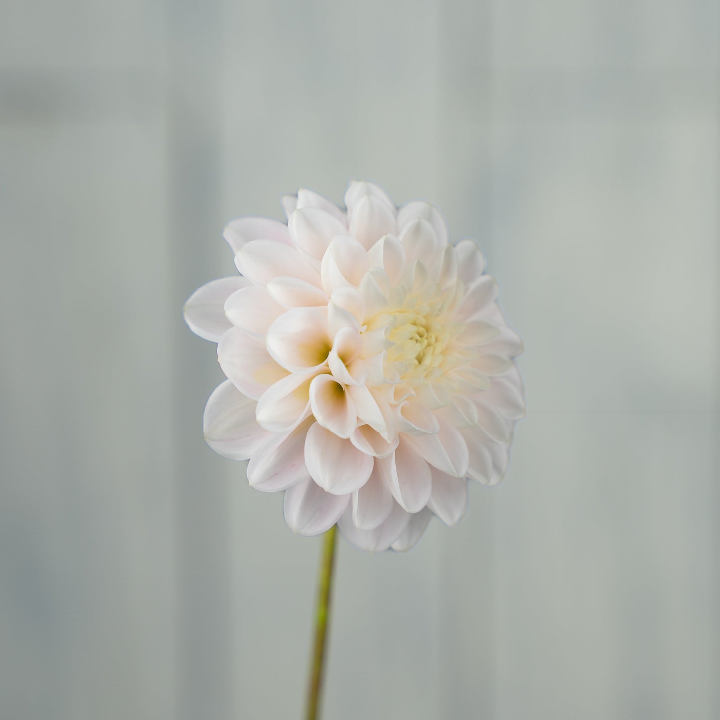 wizard of oz dahlia tuber