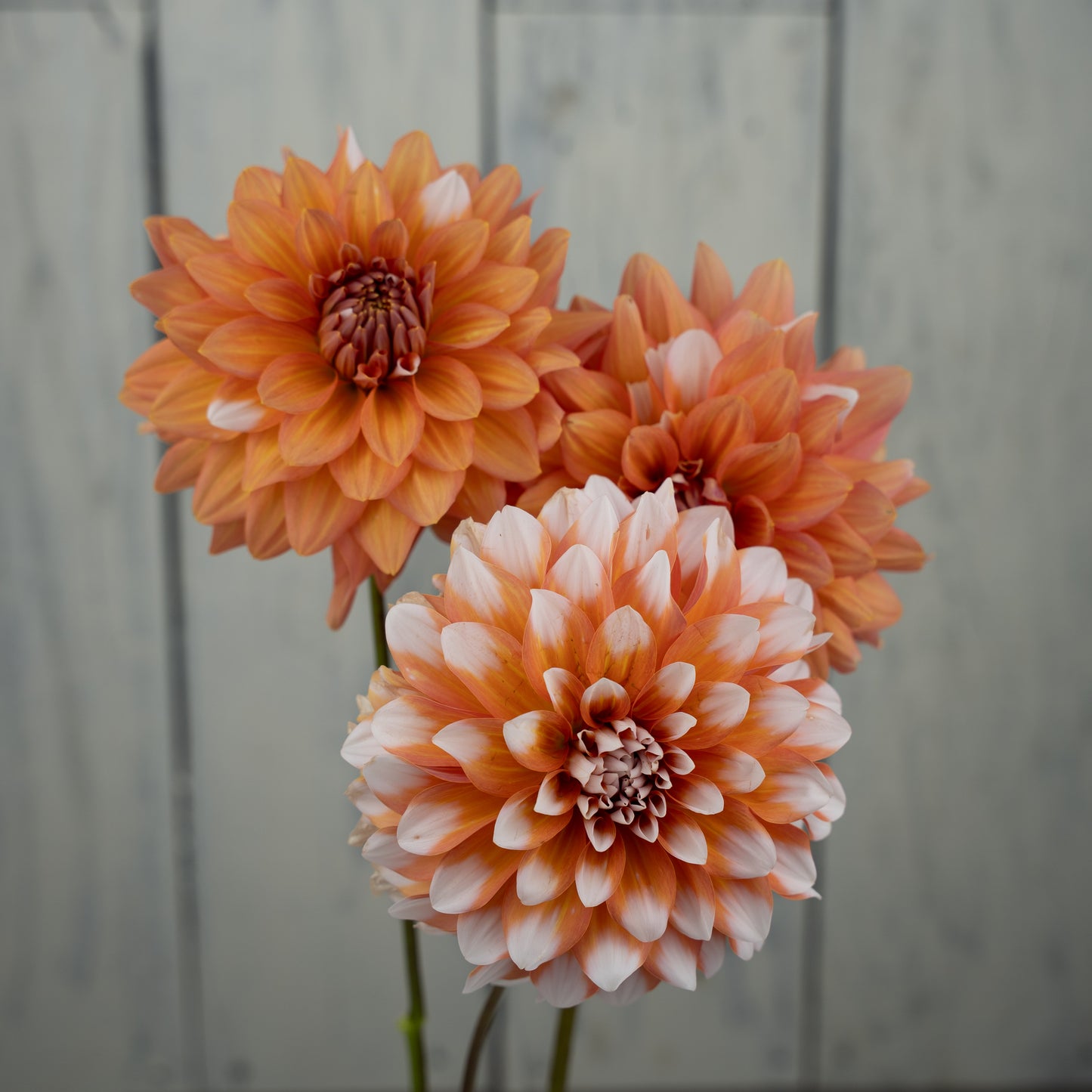 A La Mode Dahlia Tuber