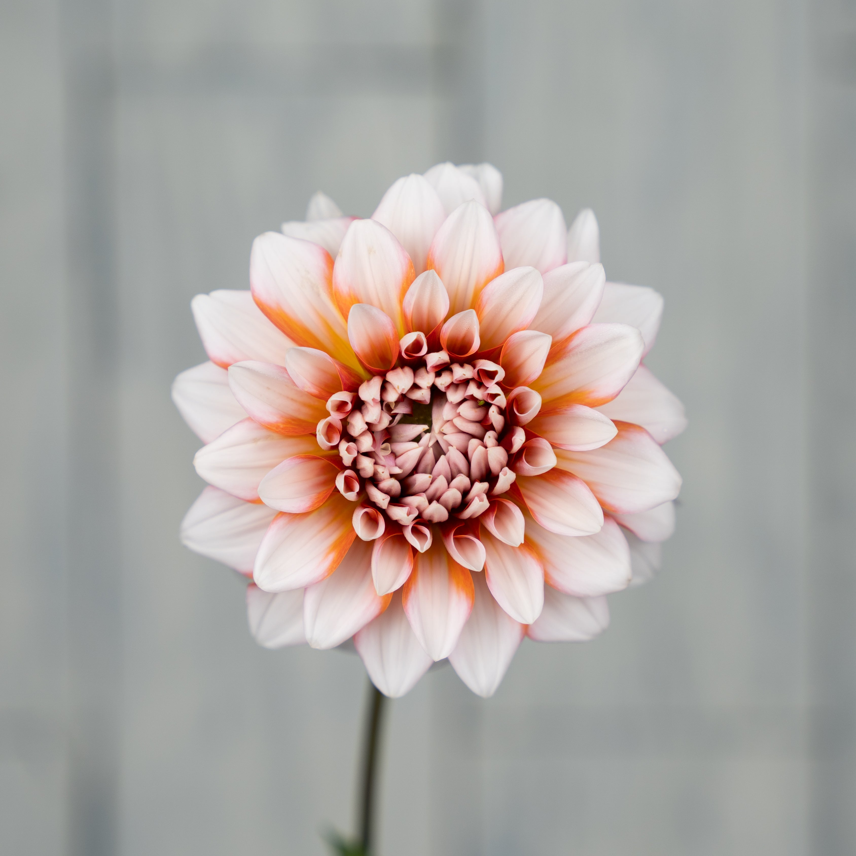 Dahlia Tubers – Petal & Stem Farm