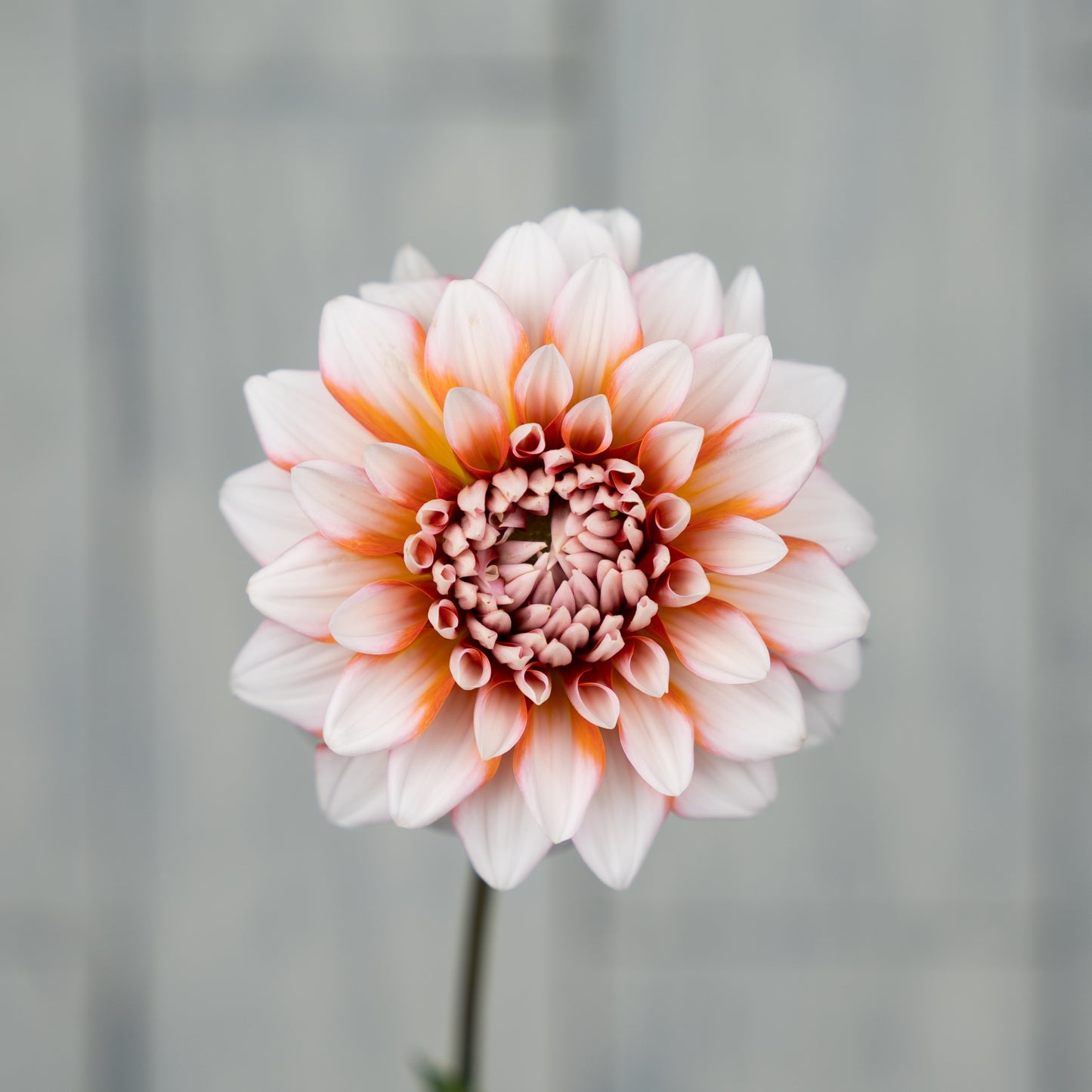 A La Mode Dahlia Tuber