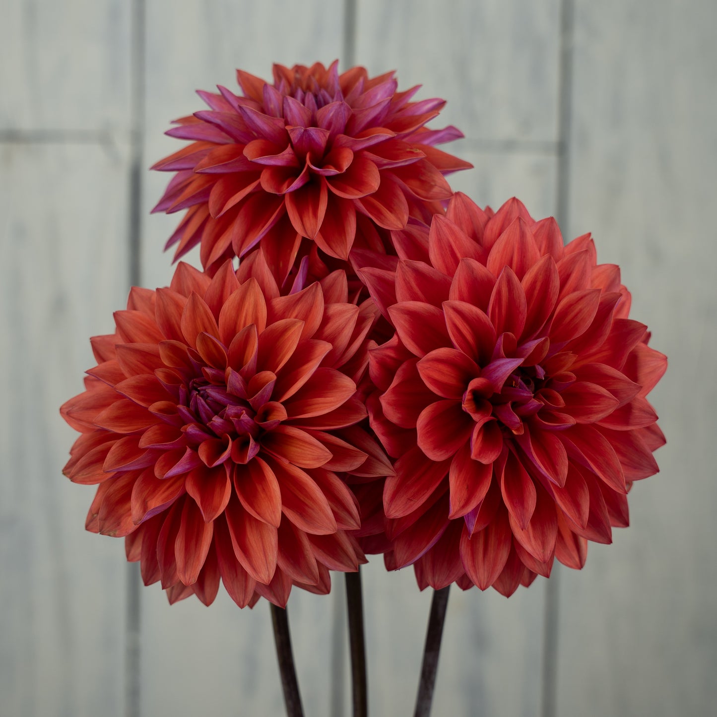 American Dawn Dahlia Tuber- LIMIT 1