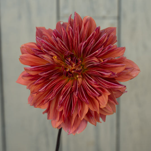 Andy's Legacy Dahlia Tuber
