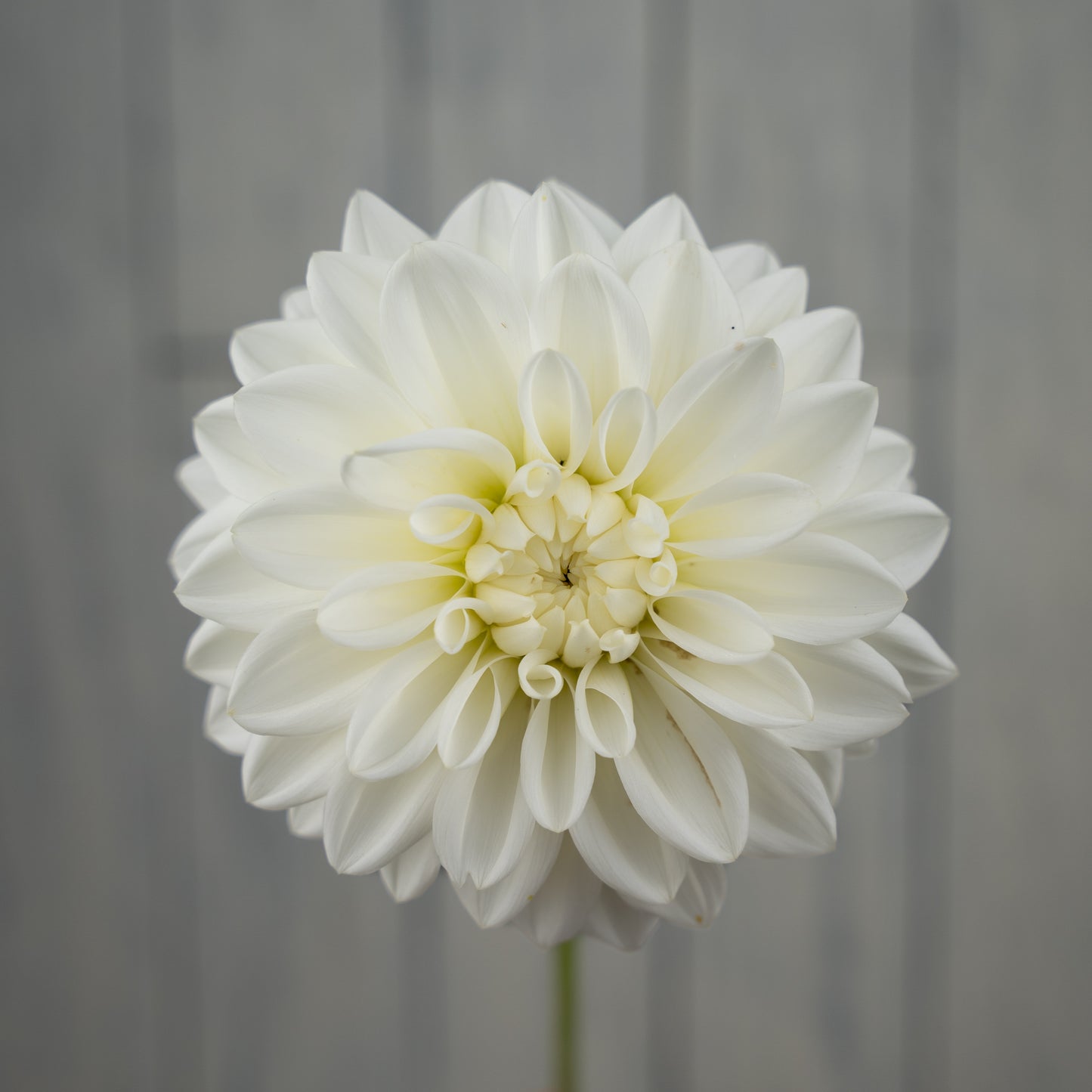 Blizzard Dahlia Tuber