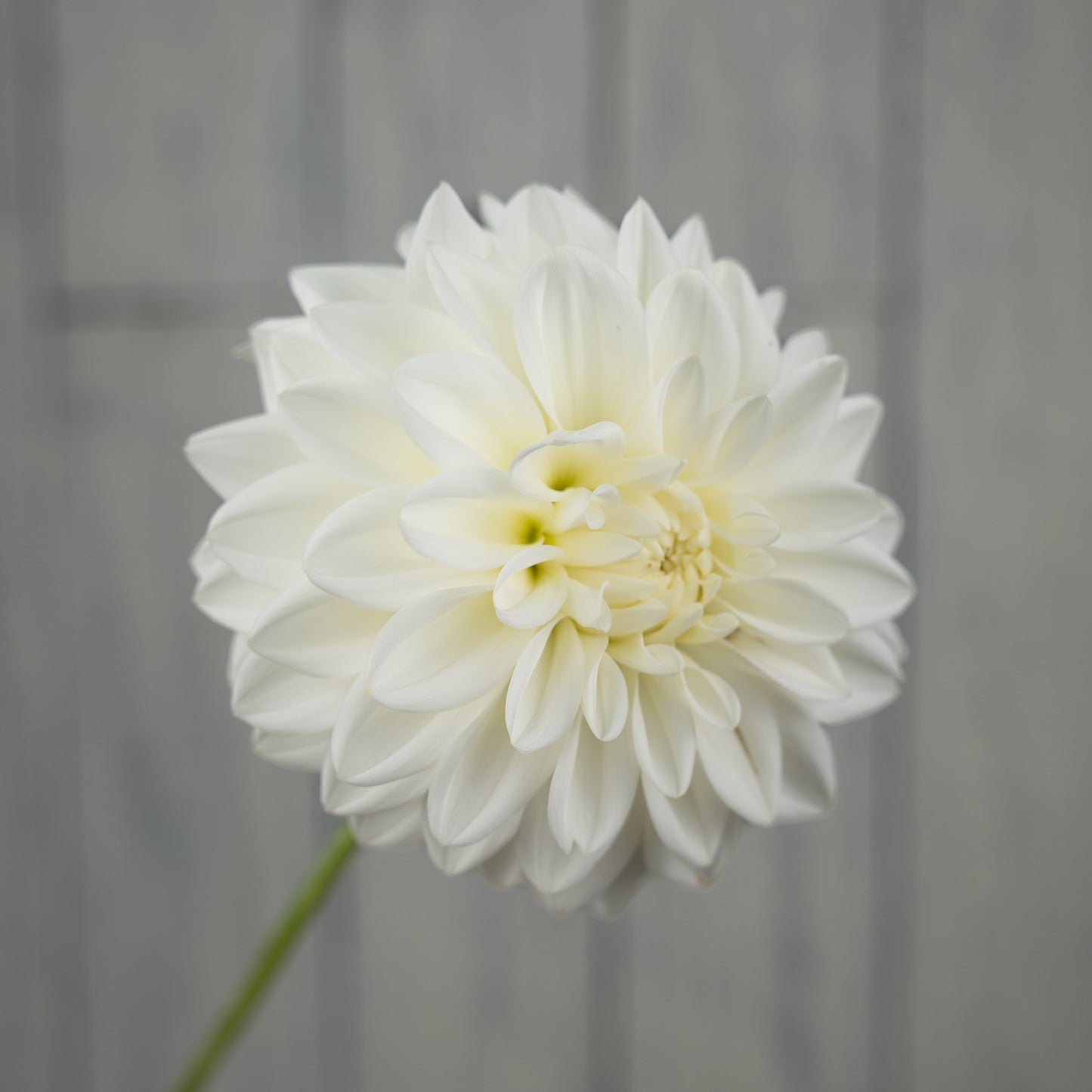 Blizzard Dahlia Tuber