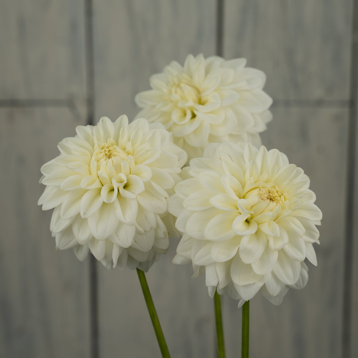 Blizzard Dahlia Tuber
