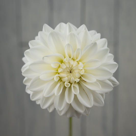 blizzard dahlia tuber