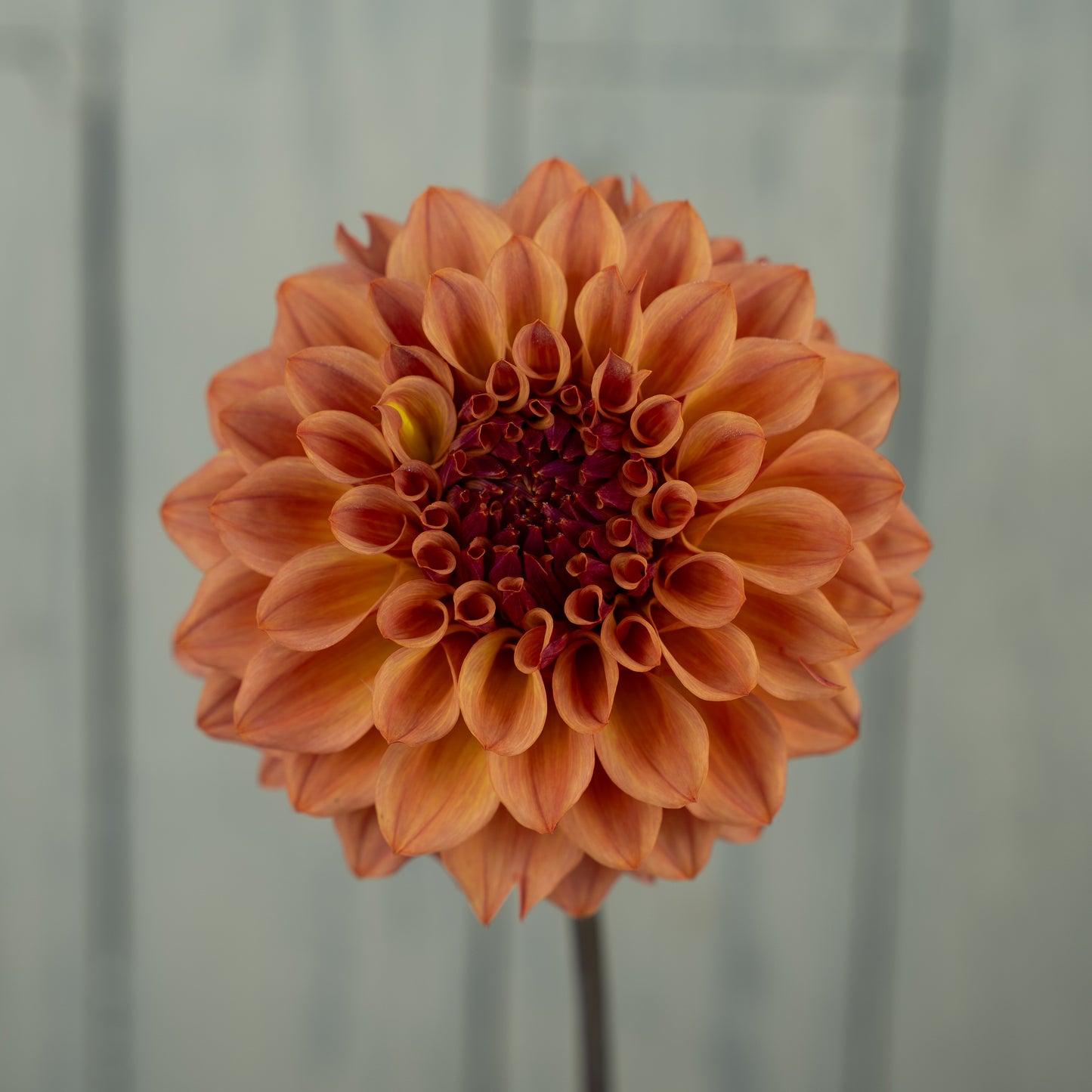 Bloomquist Azalea Dahlia Tuber- LIMIT 1