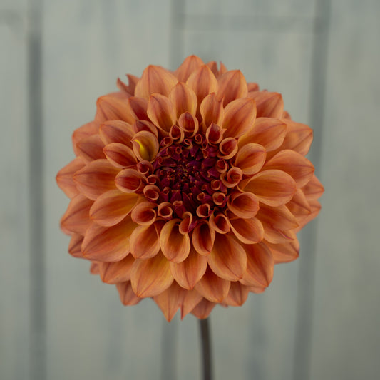 Bloomquist Azalea Dahlia Tuber- LIMIT 1