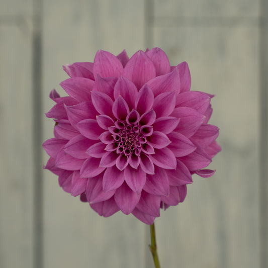 Bloomquist Blessing Dahlia Tuber- Coming 2027