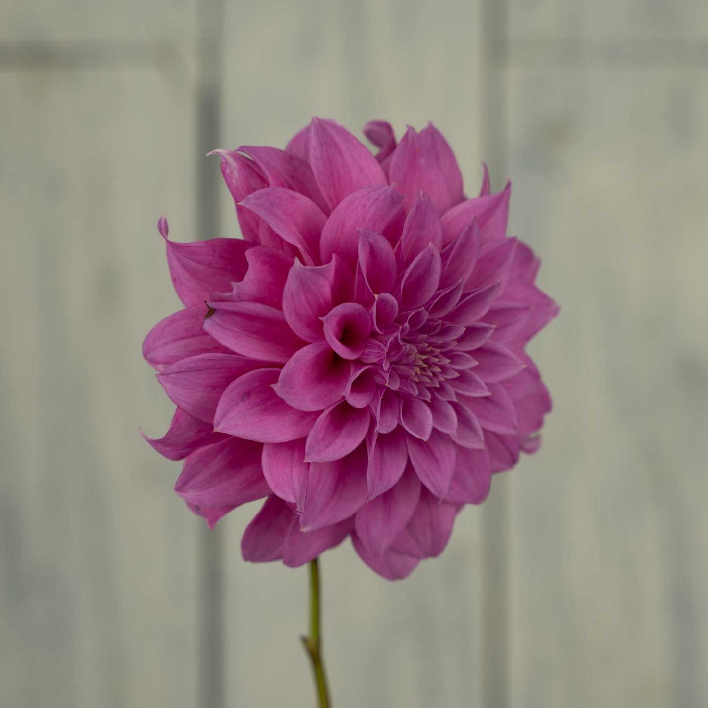 Bloomquist Blessing Dahlia Tuber- Coming 2027