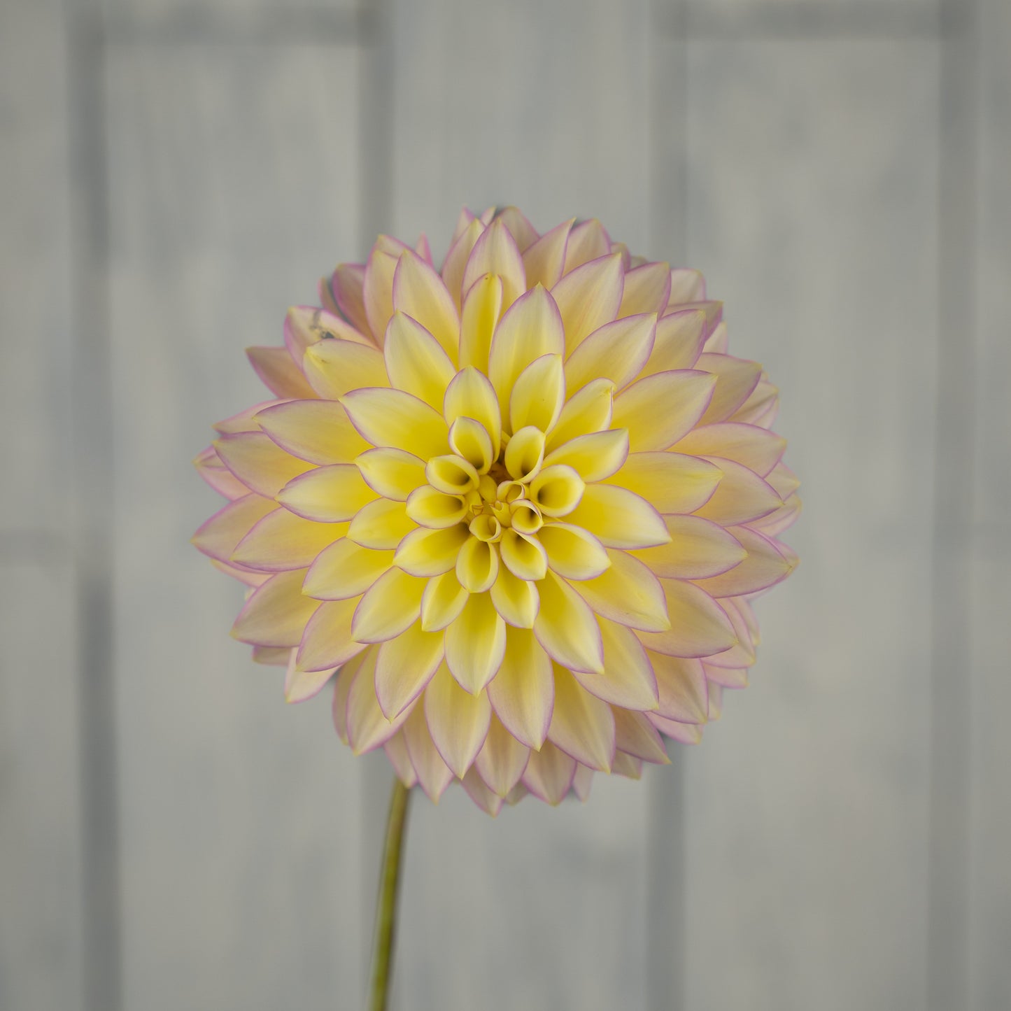 Bloomquist Blush Dahlia Tuber