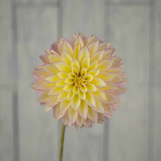 bloomquist blush dahlia tuber