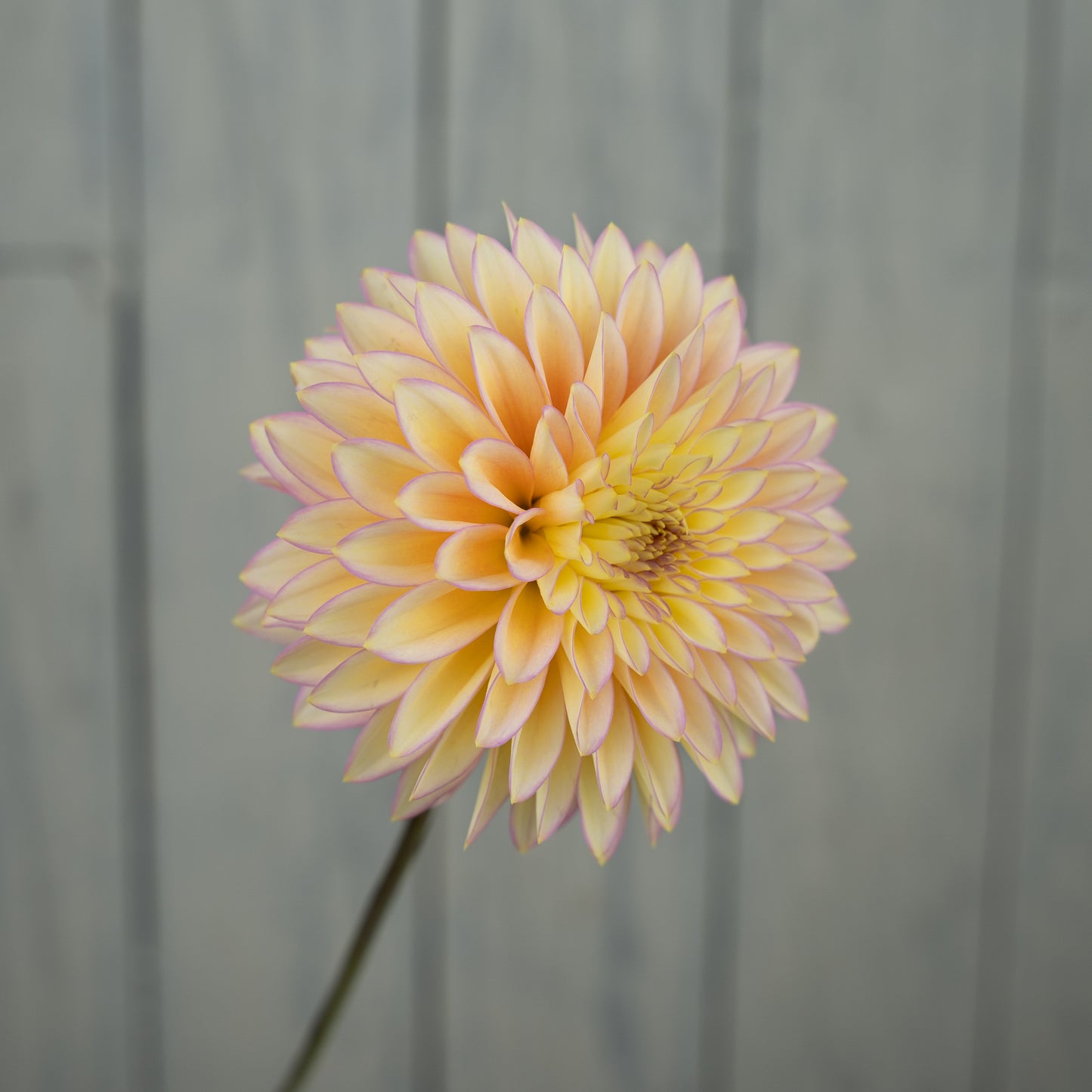 Bloomquist Blush Dahlia Tuber