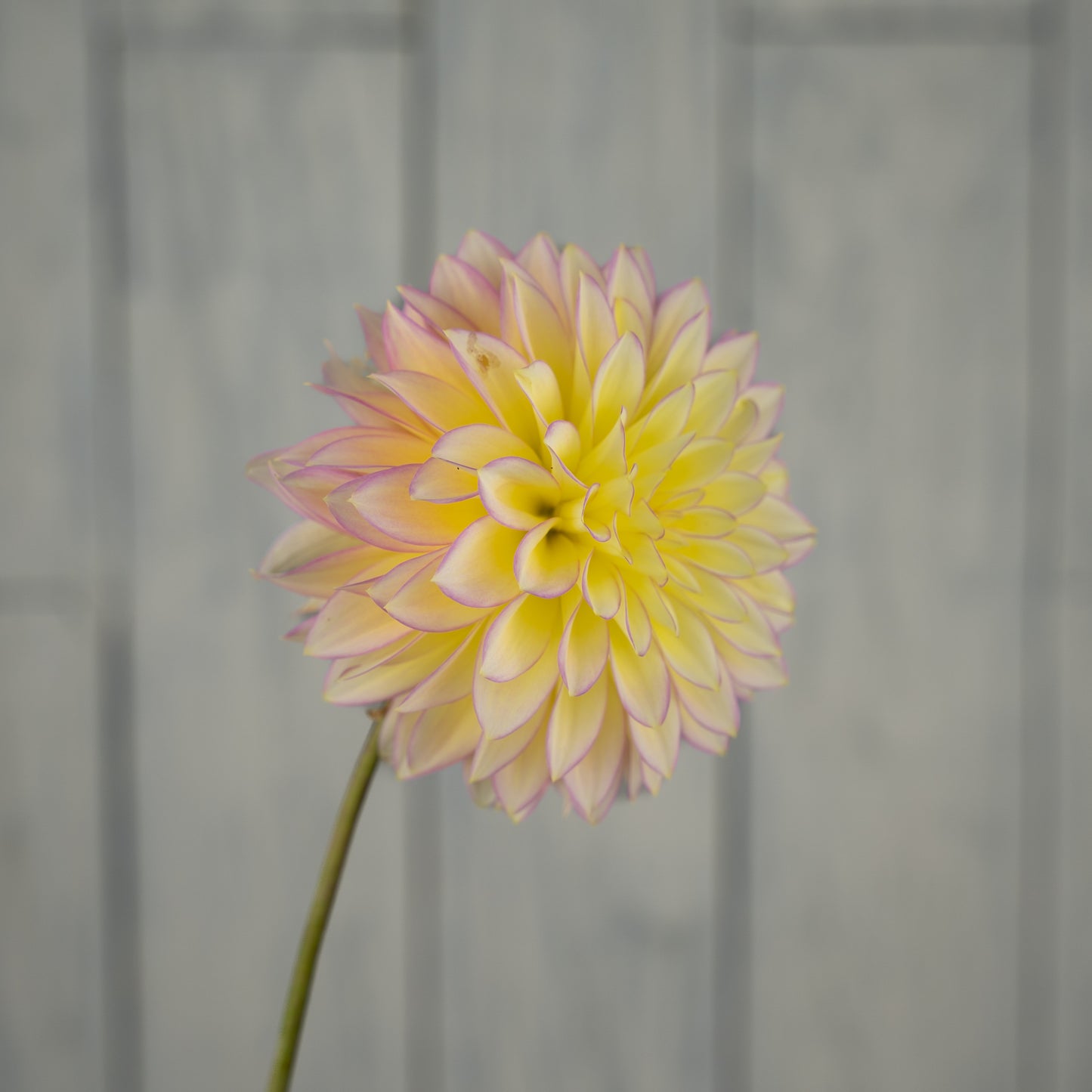 Bloomquist Blush Dahlia Tuber