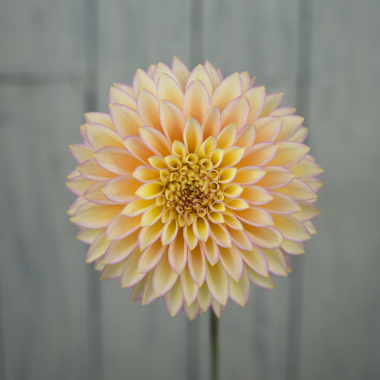 Bloomquist Blush Dahlia Tuber