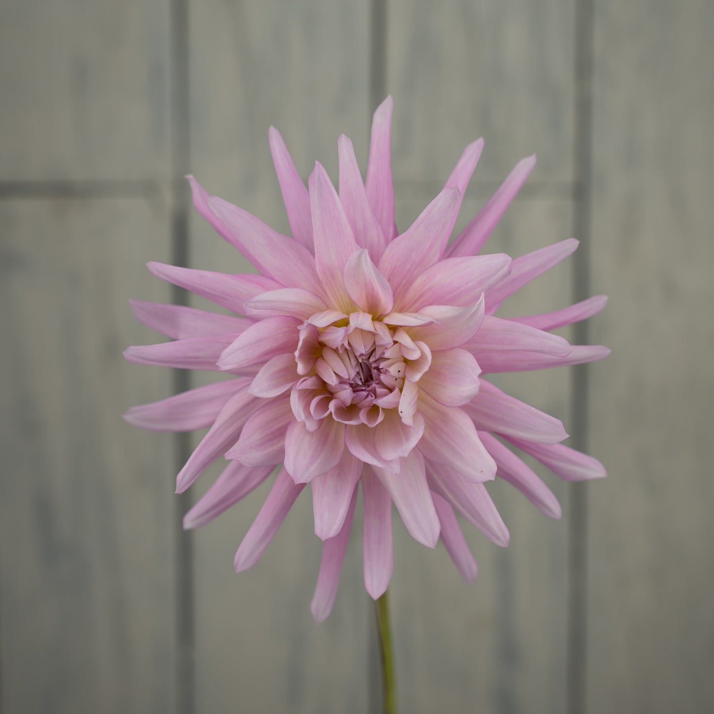 Bloomquist Coral Dahlia Tuber- Coming 2027
