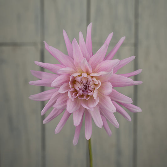 Bloomquist Coral Dahlia Tuber- Coming 2027