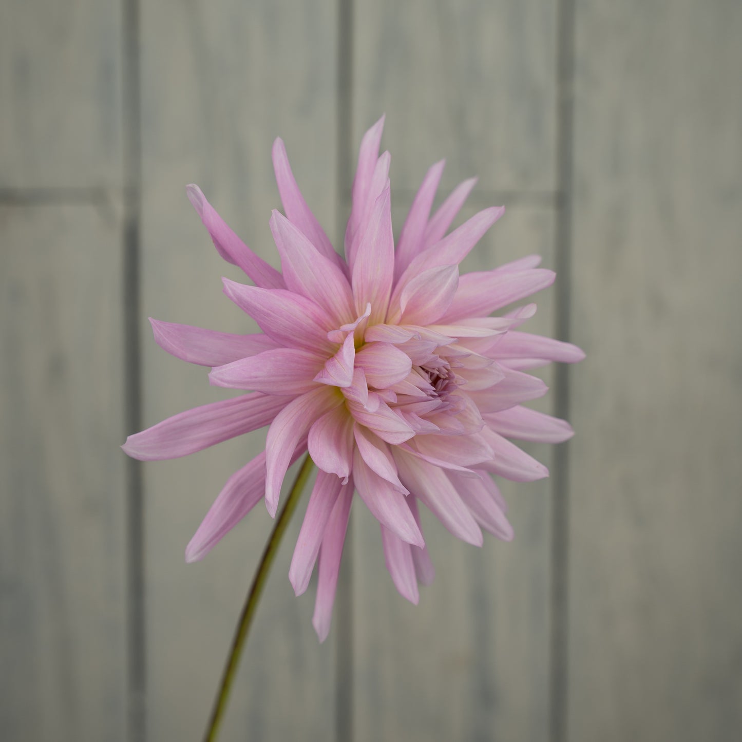 Bloomquist Coral Dahlia Tuber- Coming 2027