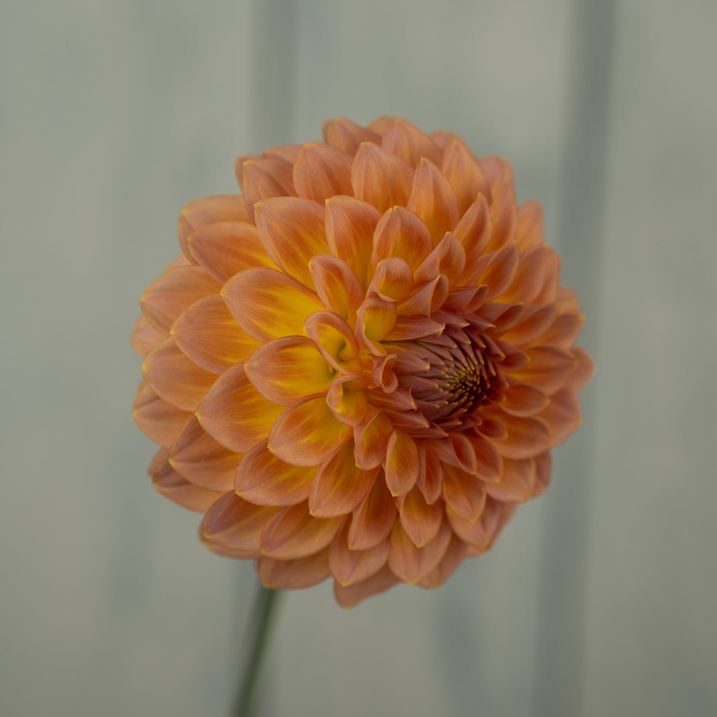 Bloomquist Dave Dahlia Tuber