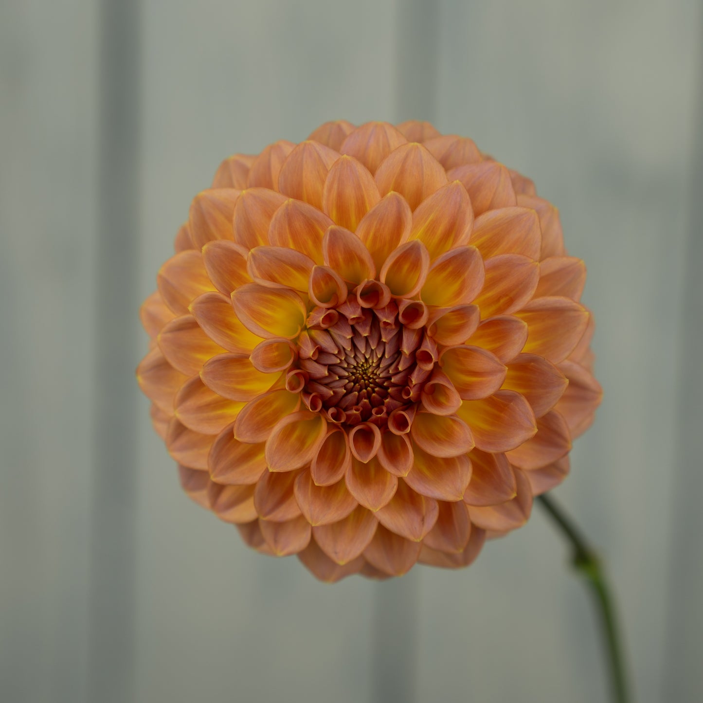 Bloomquist Dave Dahlia Tuber