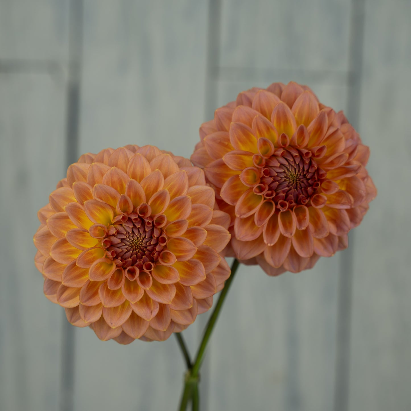 Bloomquist Dave Dahlia Tuber