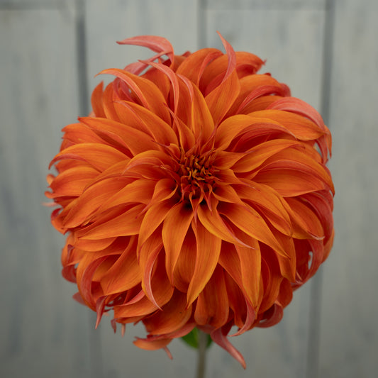 Bloomquist Jean Dahlia Tuber- Coming 2027