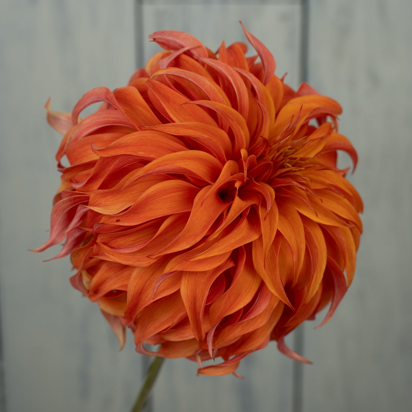 Bloomquist Jean Dahlia Tuber- Coming 2027