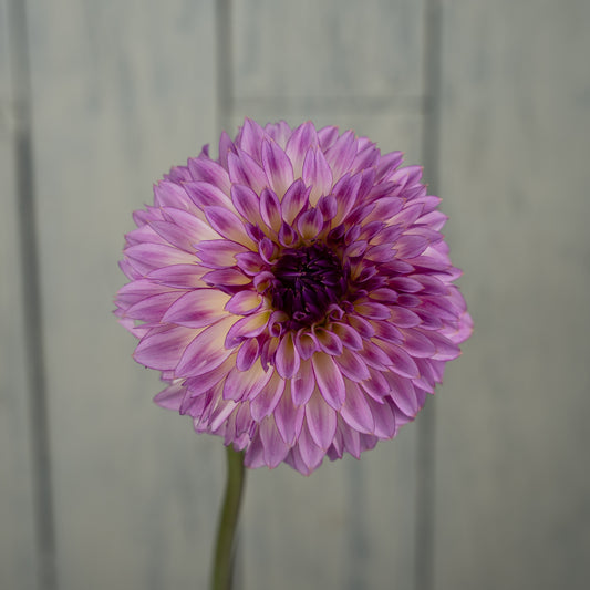 Bloomquist Jody Lynn Dahlia Tuber