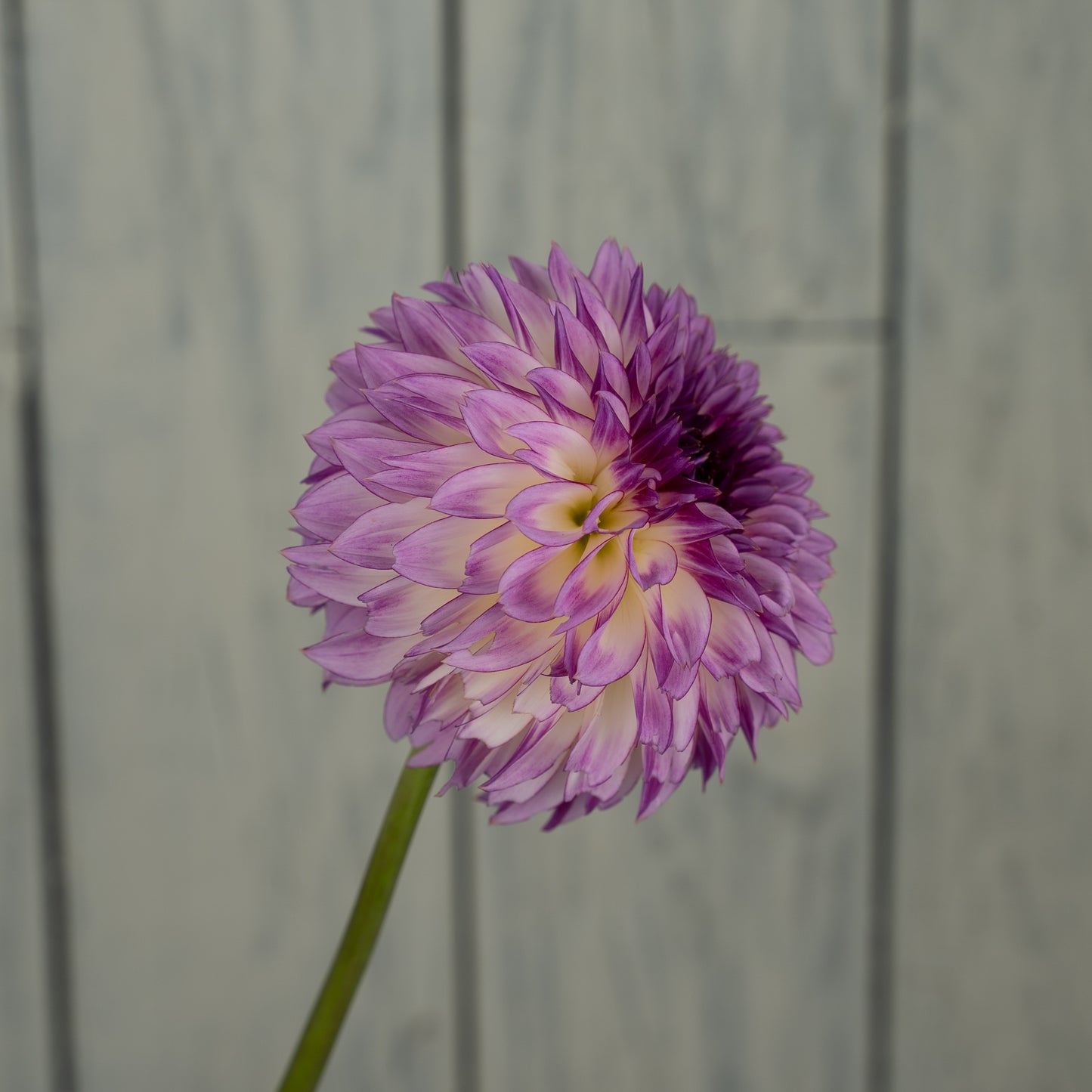 Bloomquist Jody Lynn Dahlia Tuber