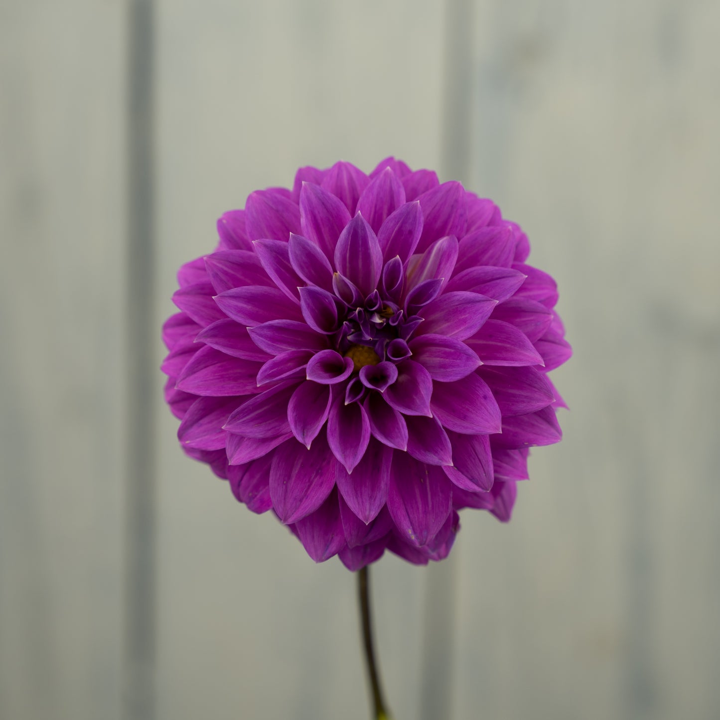 Bloomquist Ruby Dahlia Tuber- LIMIT 1