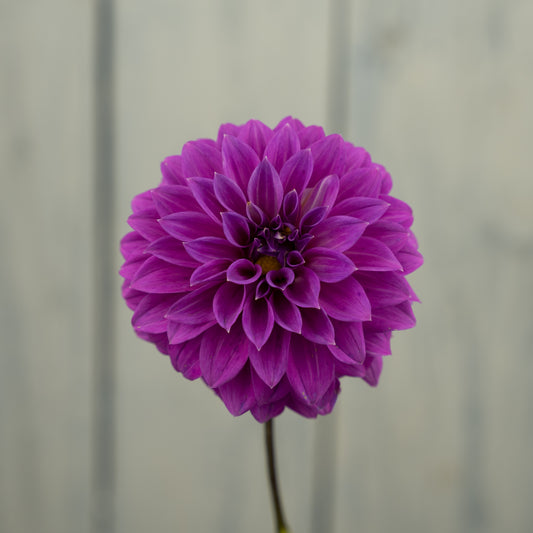Bloomquist Ruby Dahlia Tuber- LIMIT 1
