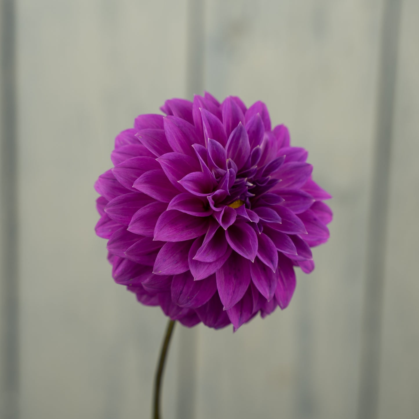 Bloomquist Ruby Dahlia Tuber- LIMIT 1