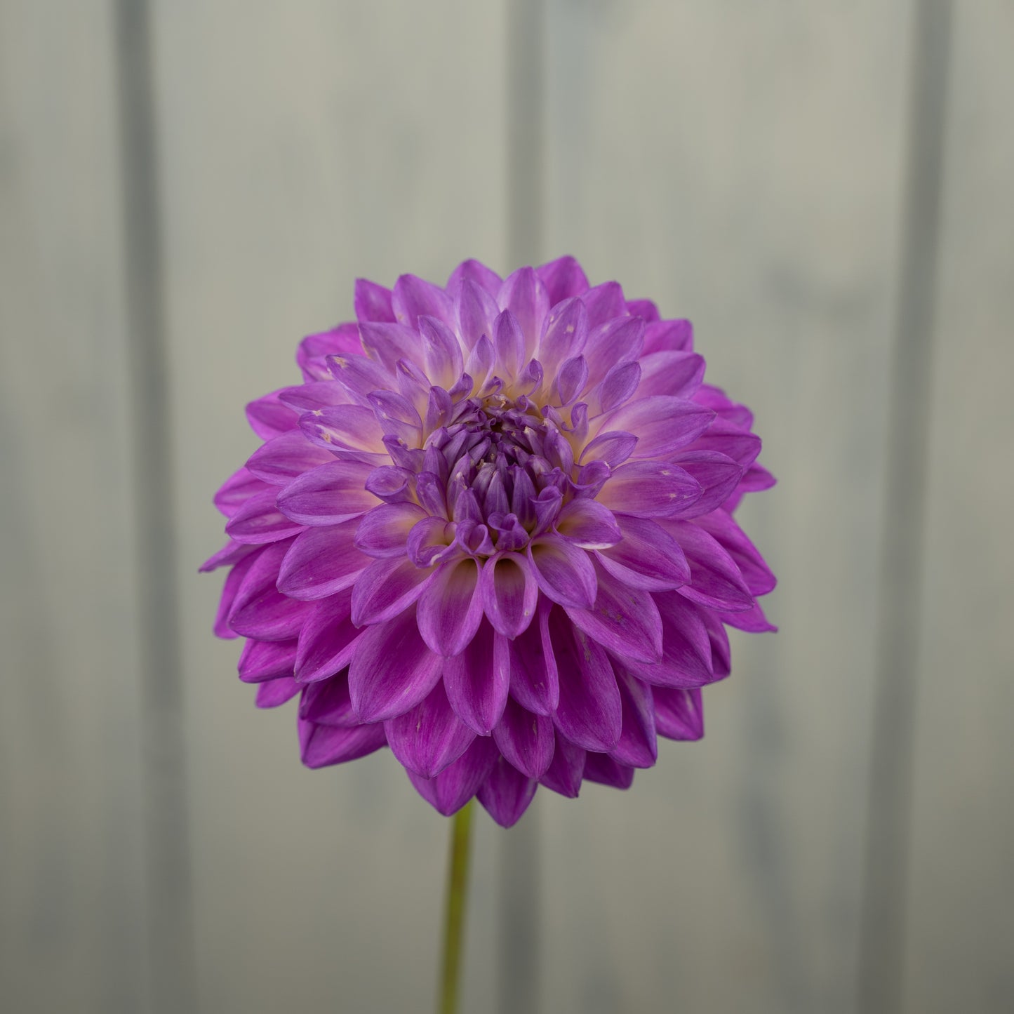 Bloomquist Tassel Dahlia Tuber- LIMIT 1