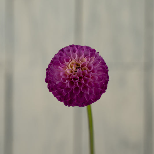 Bloomquist Yea Dahlia Tuber