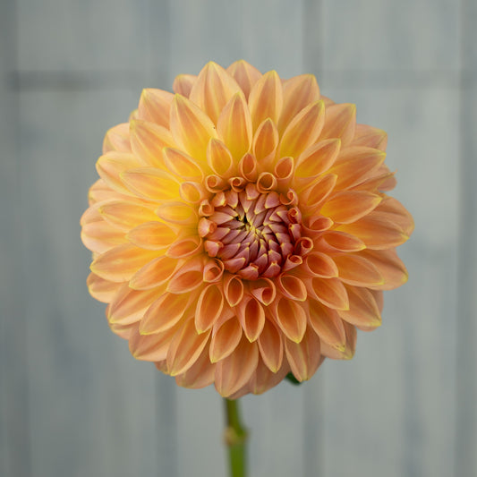bloomquist alan dahlia tuber