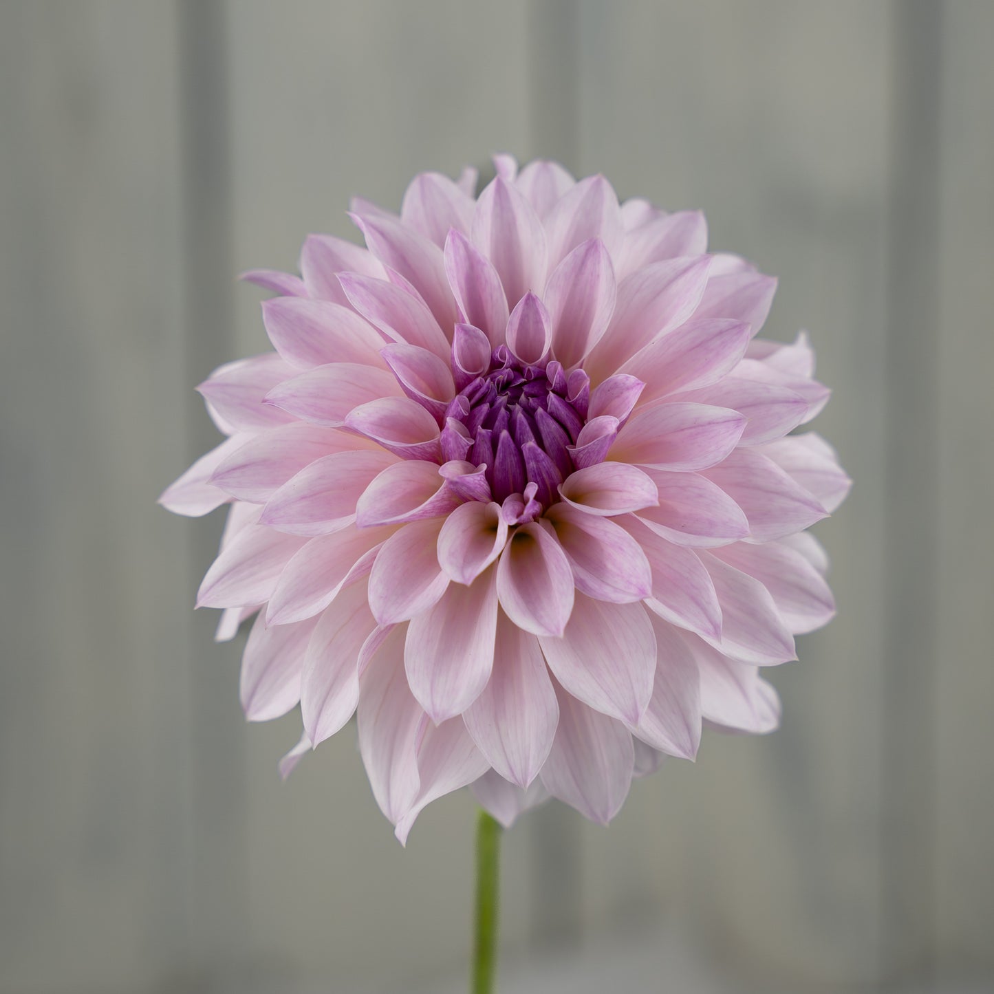 Bloomquist Compare Dahlia Tuber - LIMIT 1