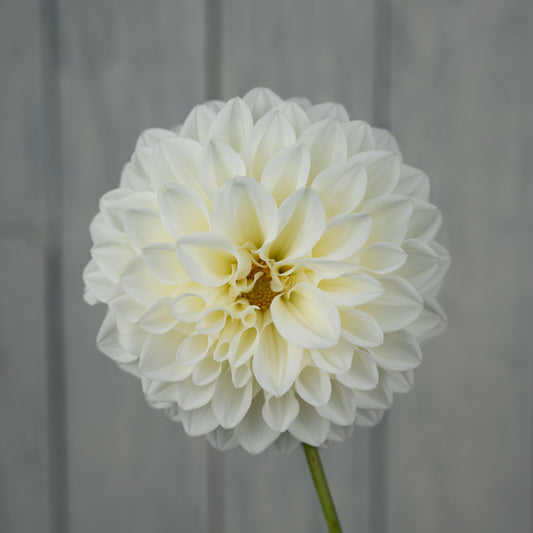 Bloomquist Snowy Dahlia Tuber