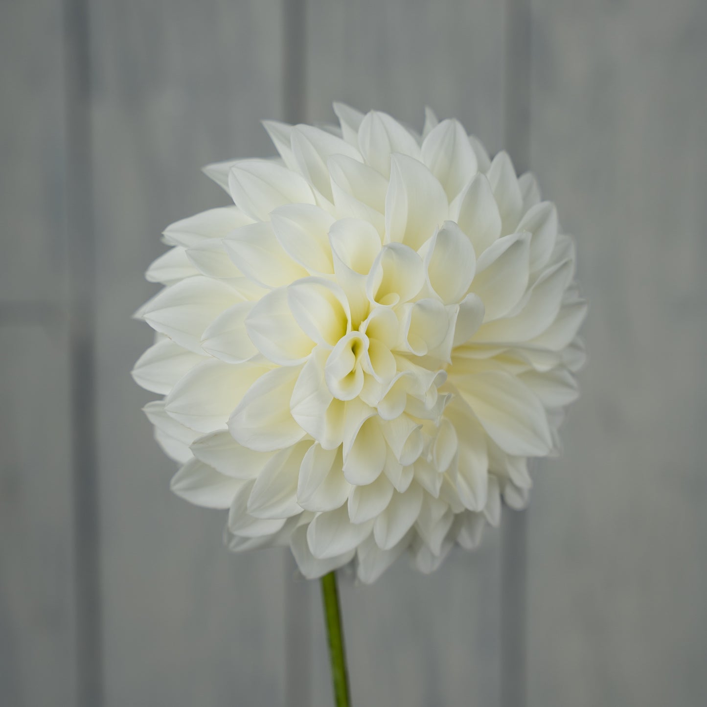 Bloomquist Snowy Dahlia Tuber