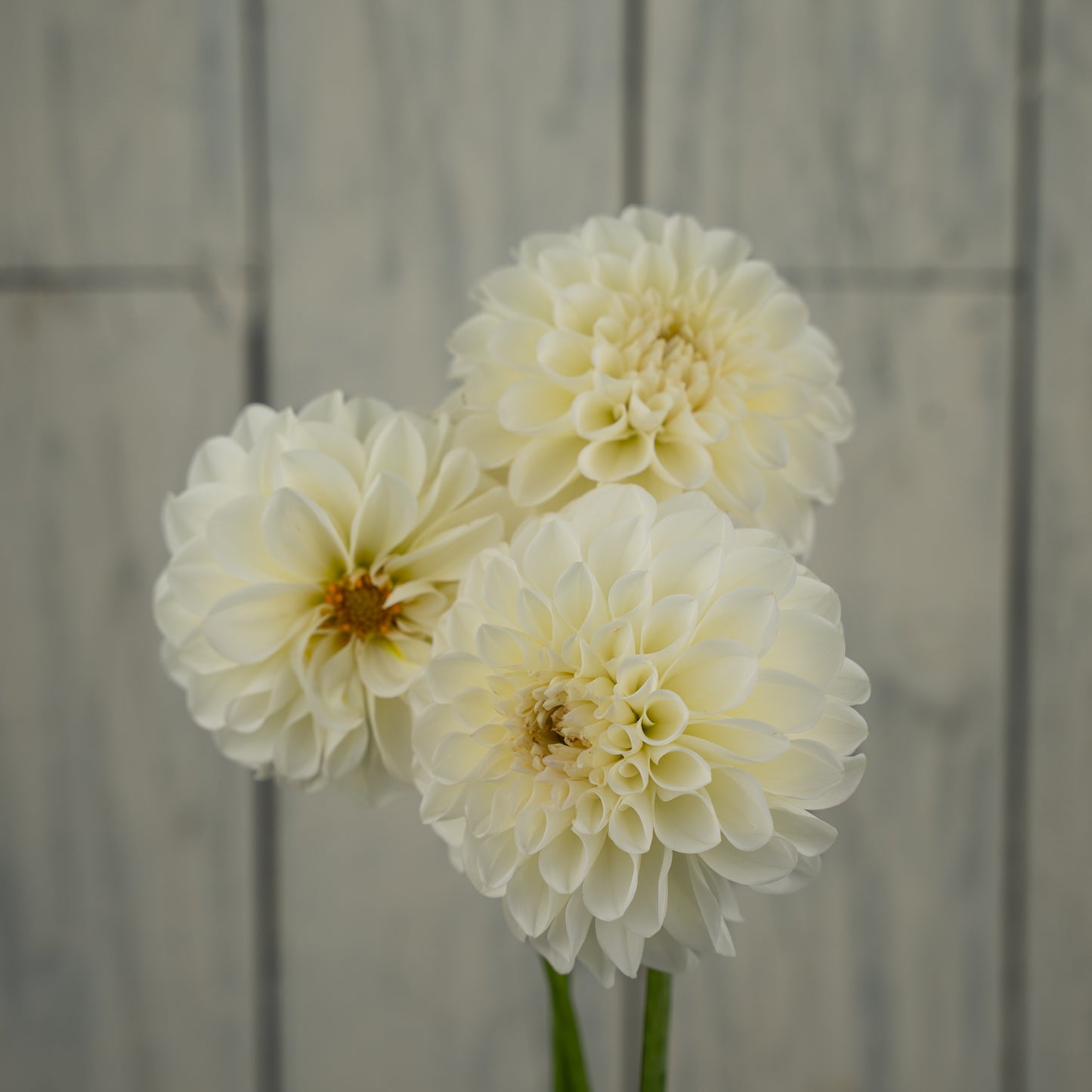 Boom Boom White Dahlia Tuber