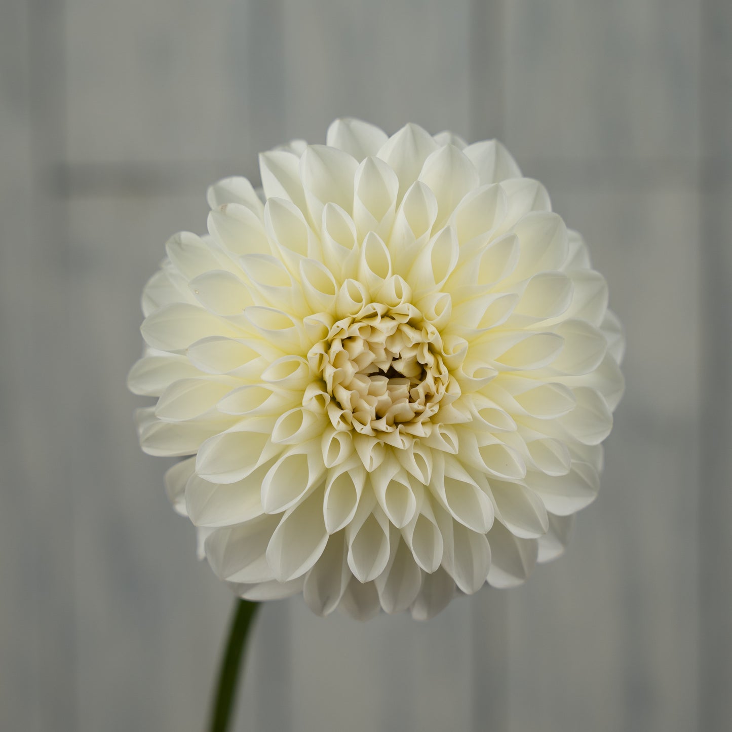 Boom Boom White Dahlia Tuber- Coming 2026