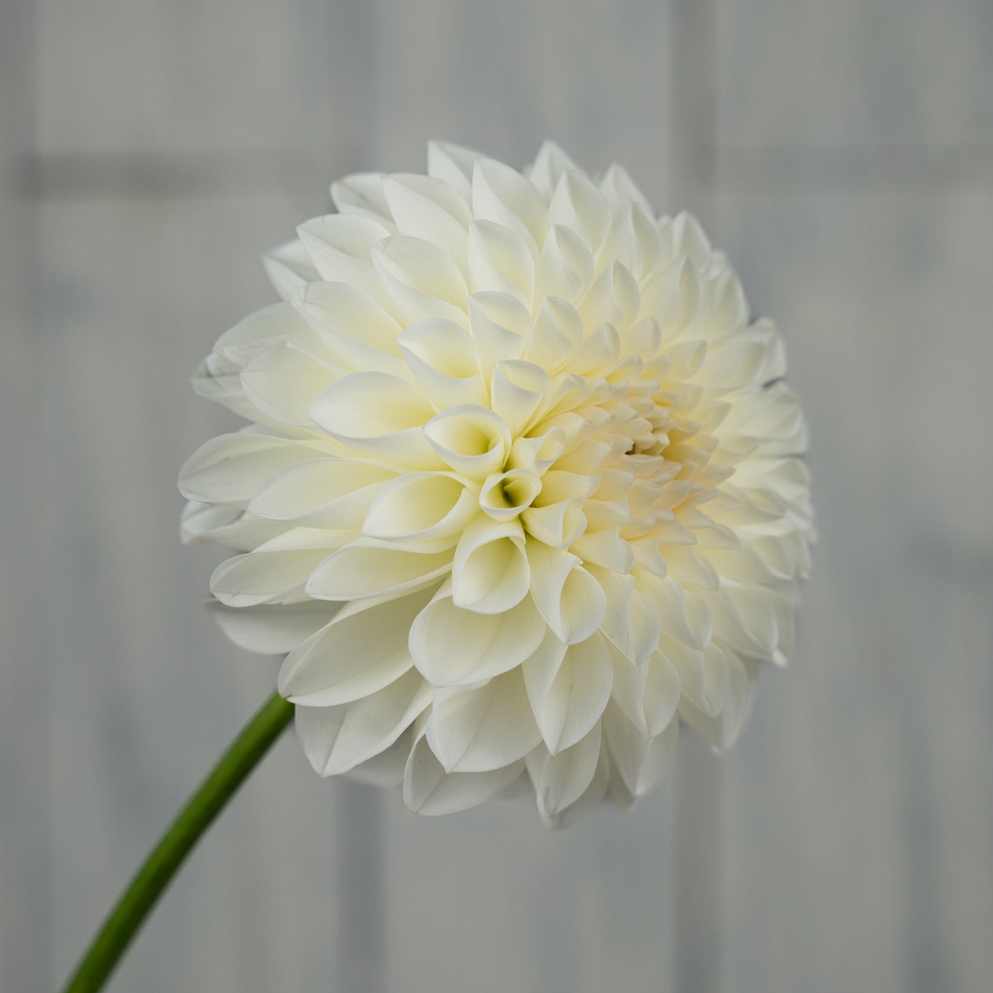 Boom Boom White Dahlia Tuber- Coming 2026